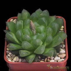 هاورتیا کوپری